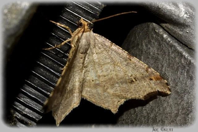 Macaria alternata - közönséges szürkearaszoló