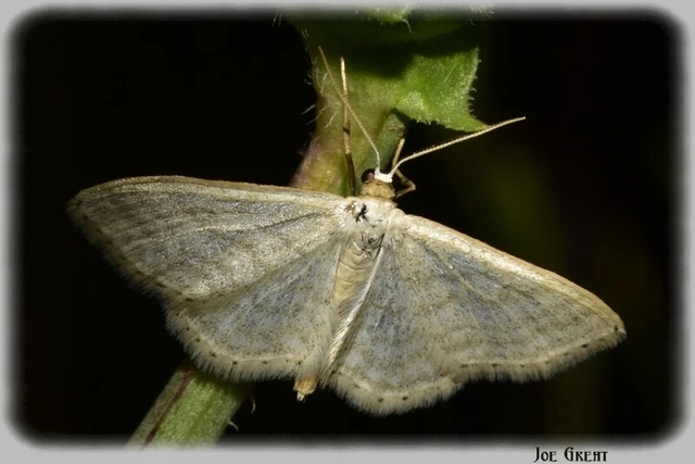 Idaea subsericeata - ötvonalas apróaraszoló