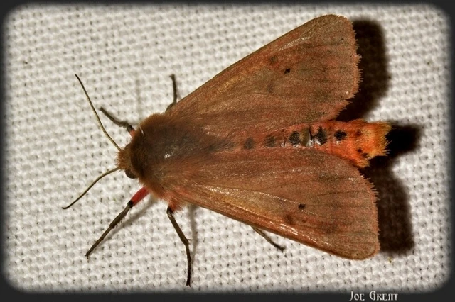 Phragmatobia fuliginosa - füstös medvelepke