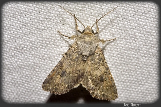 Hadula trifolii - lóherebagoly
