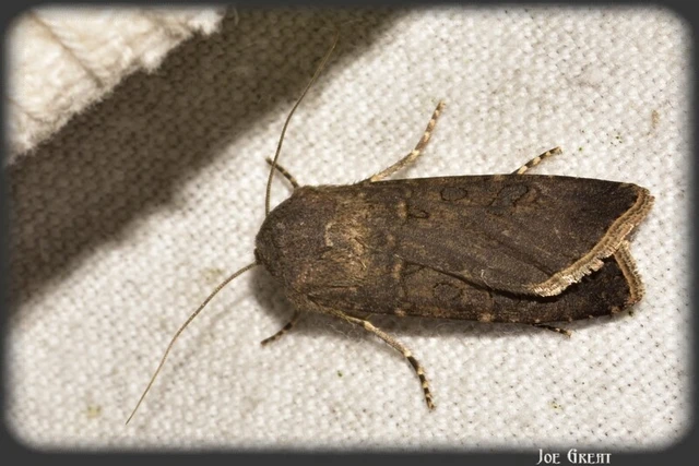 Agrotis segetum - vetési földibagoly