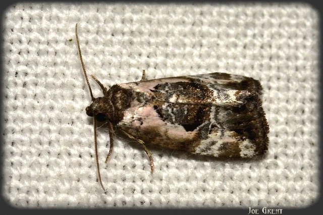 Hapalotis venustula - rózsaszínű mázasbagoly