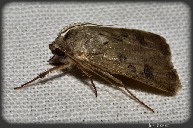Agrotis segetum - vetési földibagoly