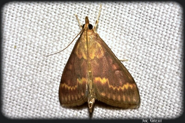 Microlepidoptera - Molylepkék