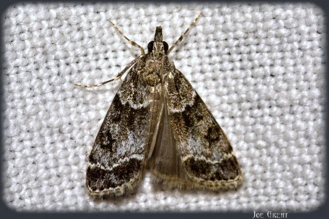 Microlepidoptera - Molylepkék