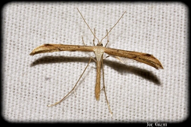Microlepidoptera - Molylepkék