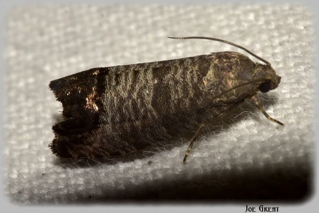 Microlepidoptera - Molylepkék