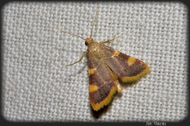 Microlepidoptera - Molylepkék
