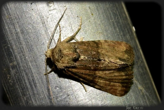 Microlepidoptera - Molylepkék