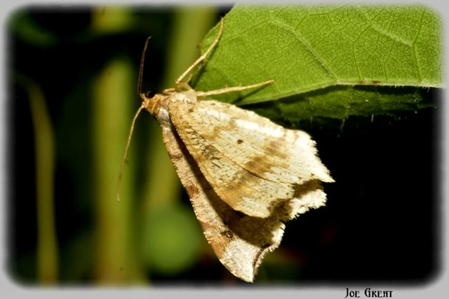 Macaria alternata - közönséges szürkearaszoló