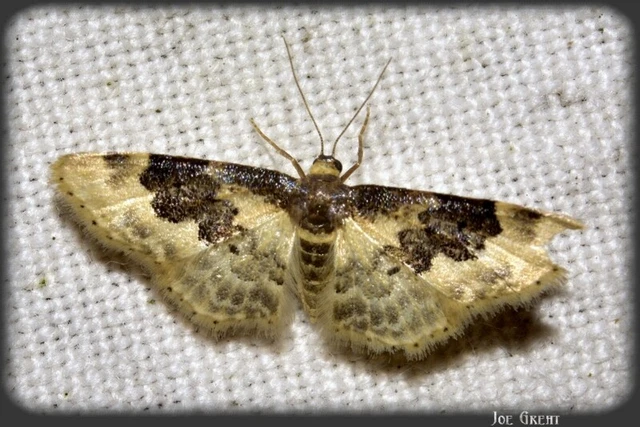 Idaea rusticata - tarka apróaraszoló