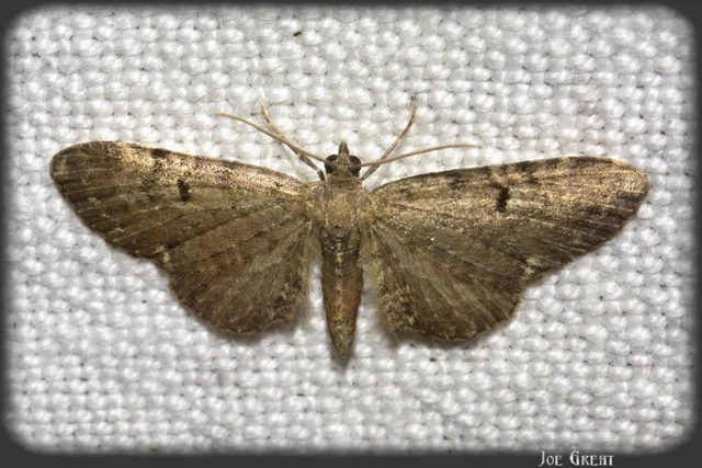 Eupithecia
