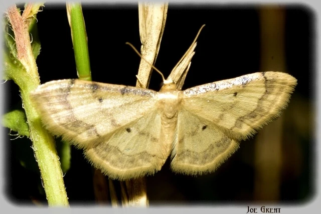 Idaea politaria - vonalas apróaraszoló