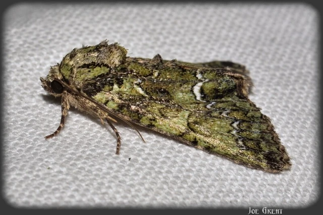 Polyphaenis sericata - selyemfényű erdeibagoly