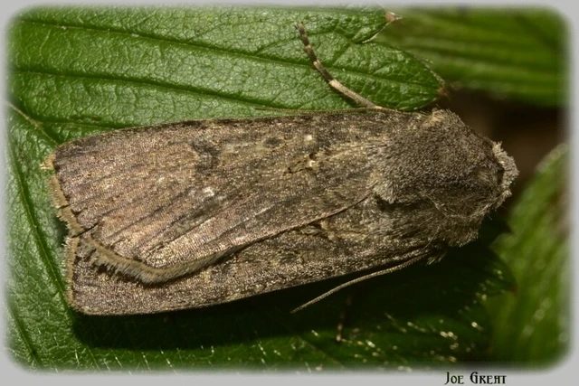 Agrotis segetum - vetési földibagoly