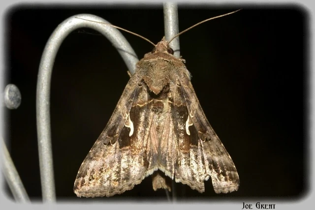 Autographa gamma - gammalepke