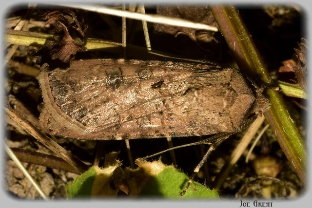 Agrotis segetum - vetési földibagoly