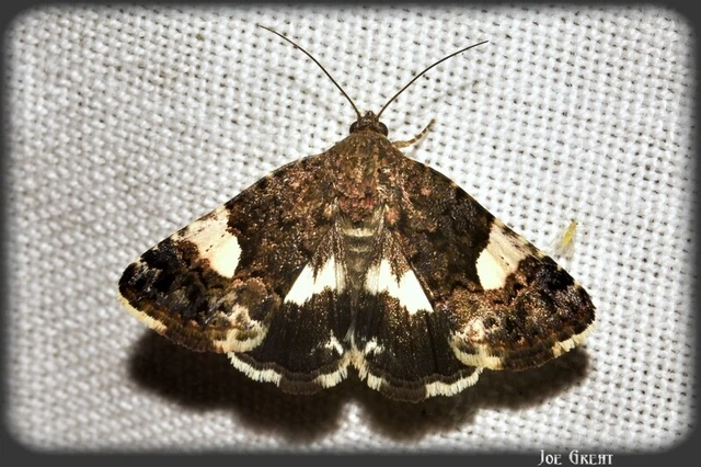 Tyta luctuosa - fekete nappalibagoly