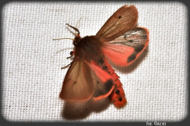 Phragmatobia fuliginosa - füstös medvelepke