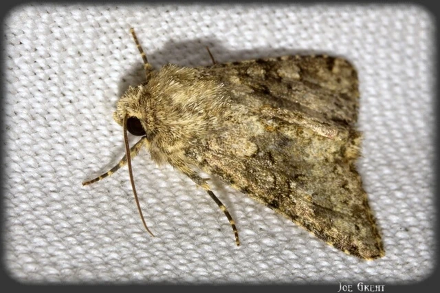 Hecatera dysodea - parajbagoly