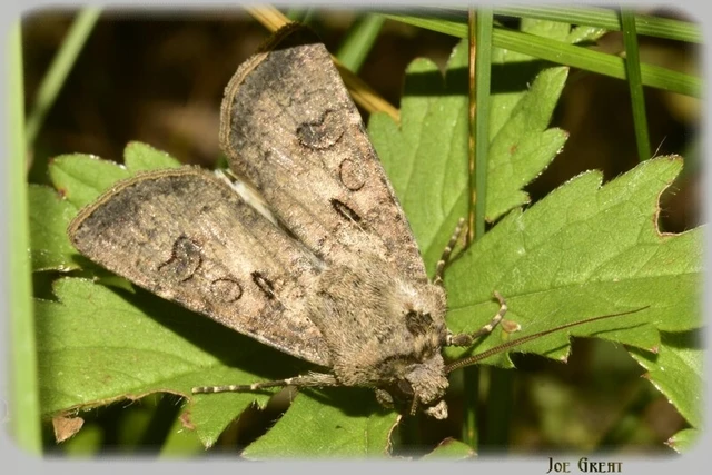 Agrotis segetum - vetési földibagoly