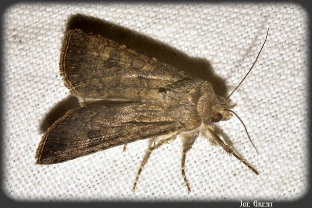 Agrotis segetum - vetési földibagoly