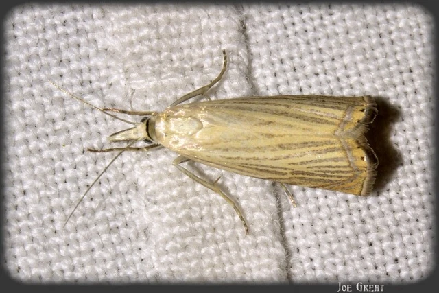 Microlepidoptera - Molylepkék