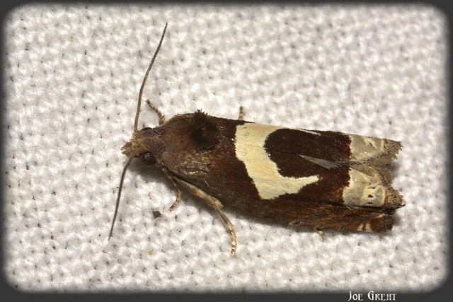 Microlepidoptera - Molylepkék