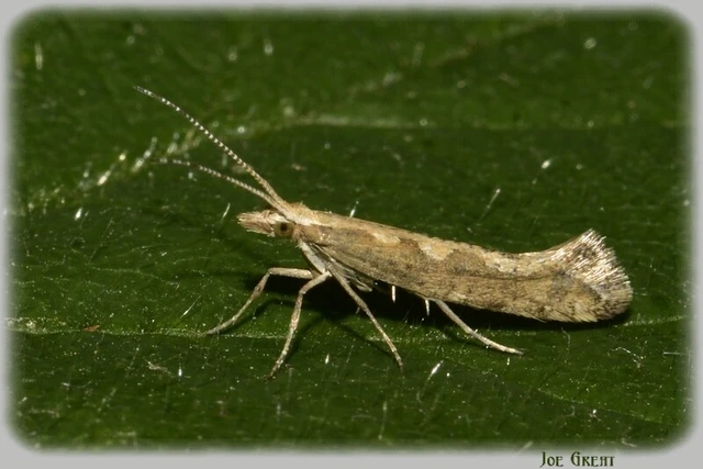 Microlepidoptera - Molylepkék