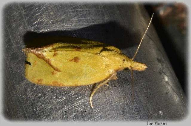 Microlepidoptera - Molylepkék