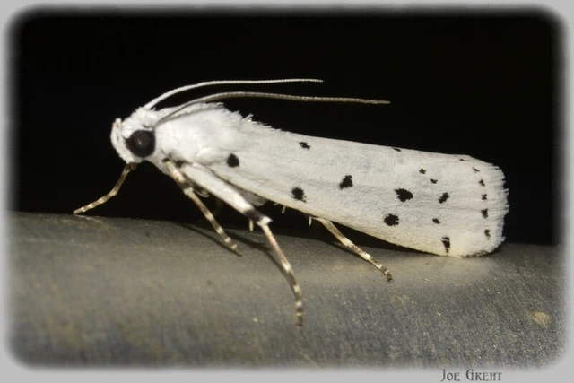 Microlepidoptera - Molylepkék