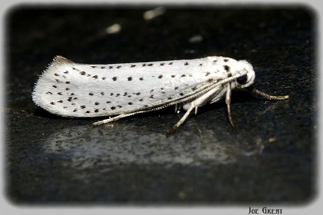 Microlepidoptera - Molylepkék