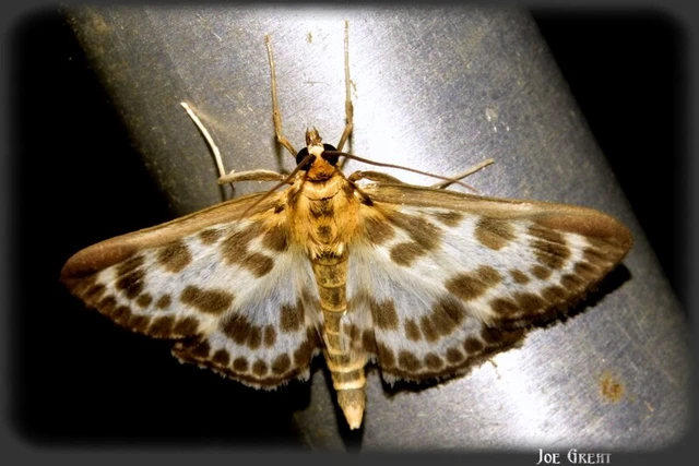 Anania hortulata - tarka csalánmoly