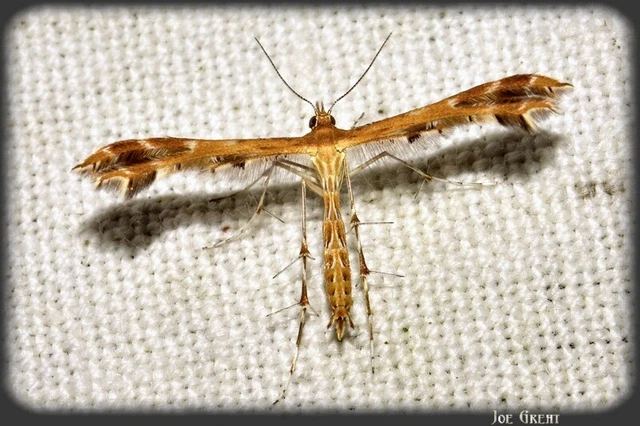 Microlepidoptera - Molylepkék