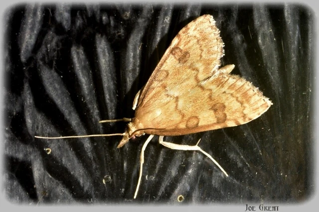 Microlepidoptera - Molylepkék