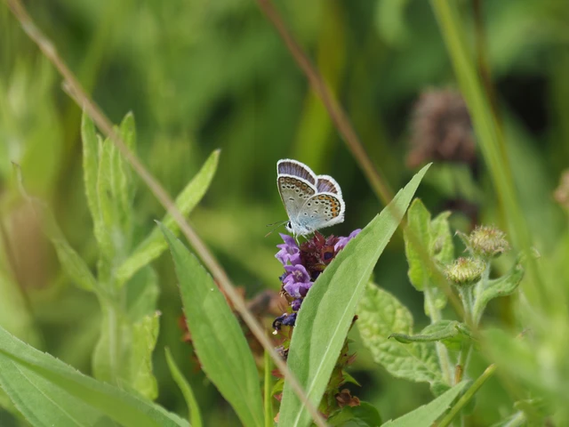 Plebejus argus - ezüstös boglárka Plebejus argus - ezüstös boglárka