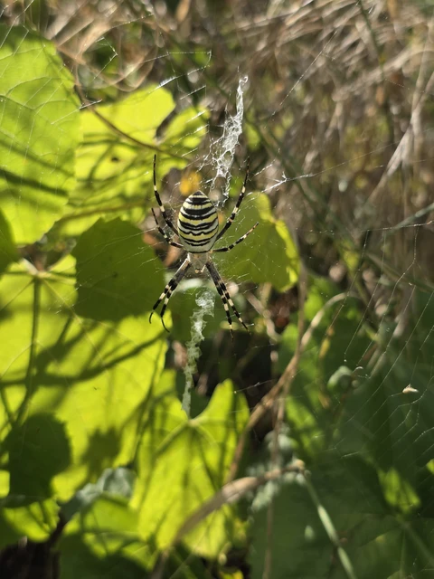 Argiope bruennichi - darázspók Argiope bruennichi - darázspók