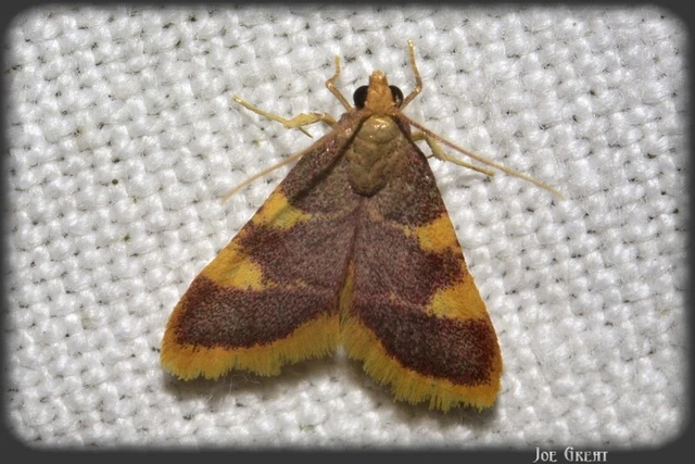 Microlepidoptera - Molylepkék