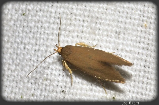 Microlepidoptera - Molylepkék