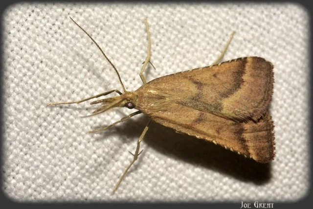 Microlepidoptera - Molylepkék