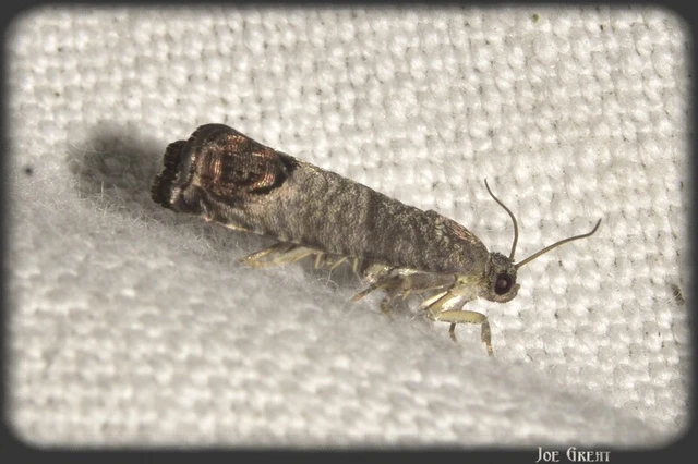 Microlepidoptera - Molylepkék