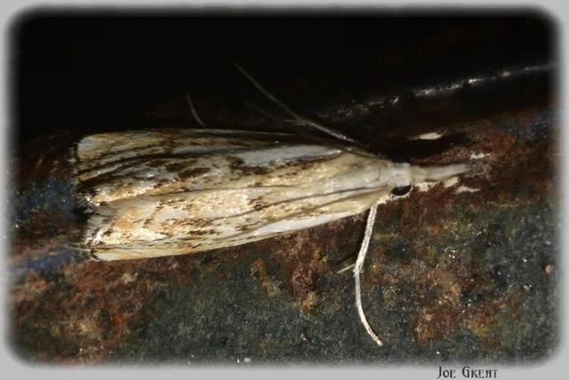 Microlepidoptera - Molylepkék