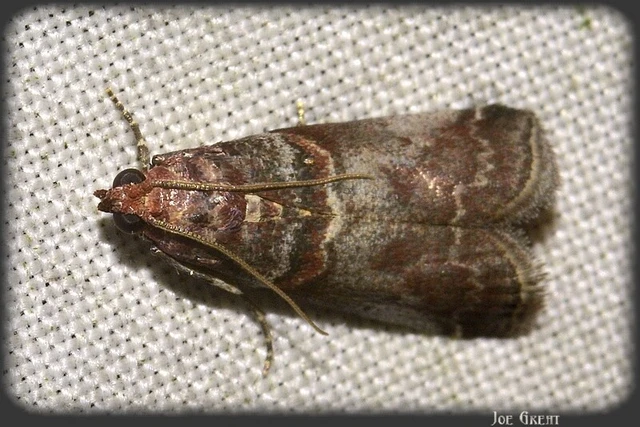 Microlepidoptera - Molylepkék