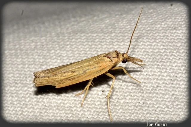 Microlepidoptera - Molylepkék