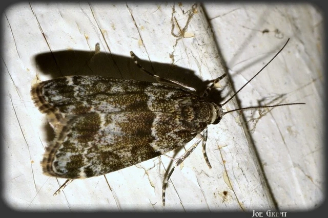 Microlepidoptera - Molylepkék