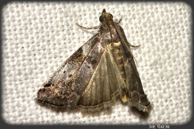 Microlepidoptera - Molylepkék