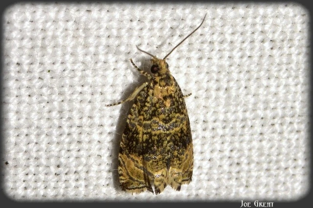 Microlepidoptera - Molylepkék