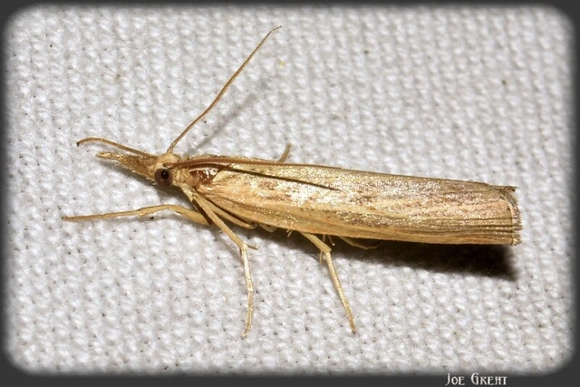 Microlepidoptera - Molylepkék