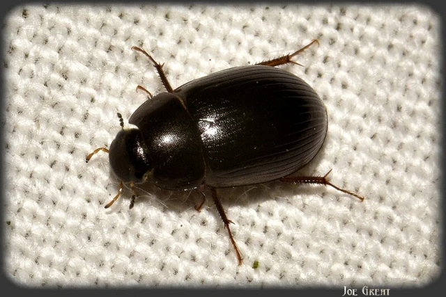 Coleoptera - Bogarak Coleoptera - Bogarak