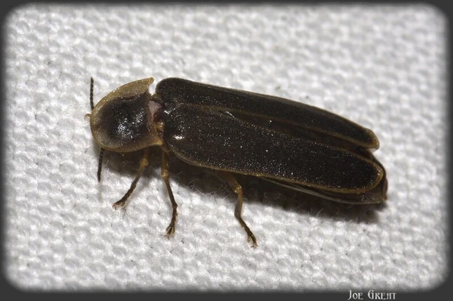 Lampyris noctiluca - nagy szentjánosbogár Lampyris noctiluca - nagy szentjánosbogár